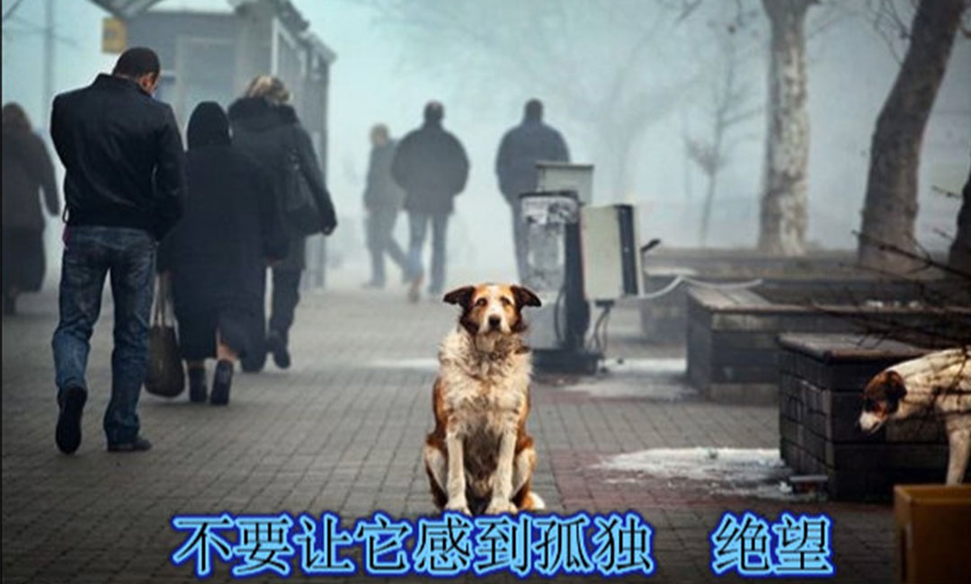 毕节爱影圈微博微信转发案例